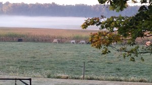 Foggy September Morning