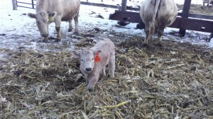 Chatta our Valentine's Day Calf