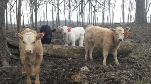 February and March Calves