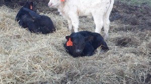 March 2014 Calves