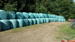Wet Wrapped Sorghum for Winter Feed